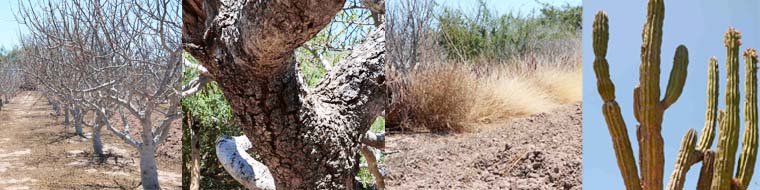 Día Mundial de la Lucha contra la Desertificación