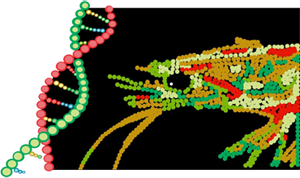 Logo Grupo Genoma Camarón