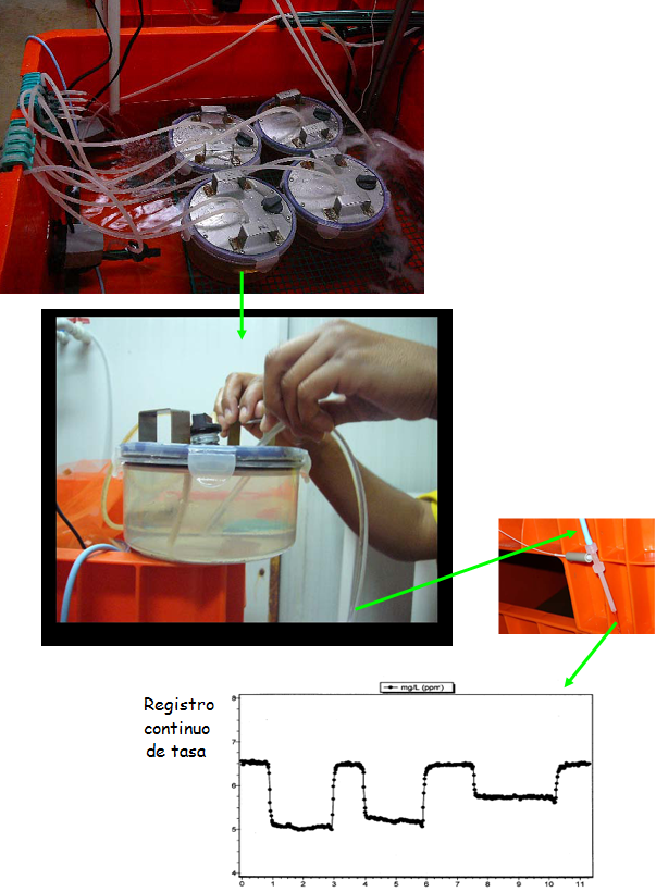 Figura 2. Sistema de cámaras de incubación de flujo contínuo para evaluación de cambios en la tasa fisiológica. Figura 2. Sistema de cámaras de incubación de flujo contínuo para evaluación de cambios en la tasa fisiológica.