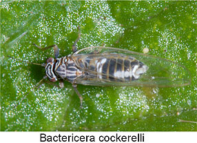 Leaf hopper Leaf hopper