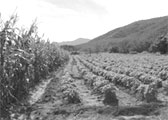 Sown field