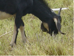 Pasto salado Pasto salado