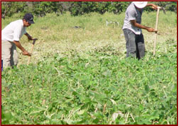 Cowpea bean grass