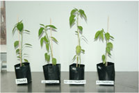 Plantas de chile expuestas a estrés salino