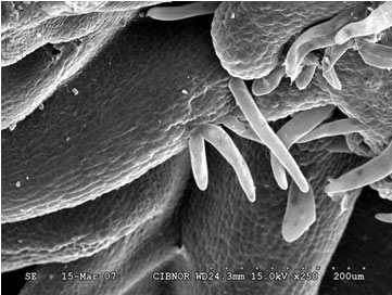 Trichomas in foliar surface of papaya