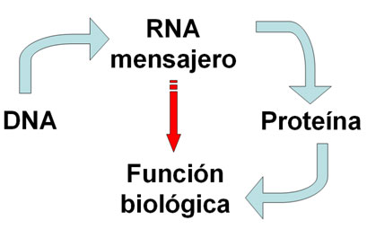 RNA mensajero del camarón RNA mensajero del camarón