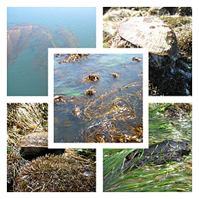 Marine algae Marine algae