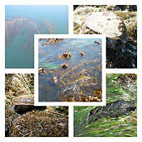 Macroalgae
