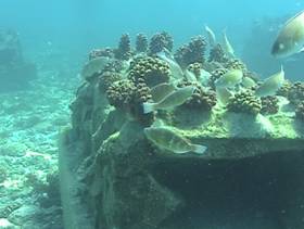 Coral reef with fish