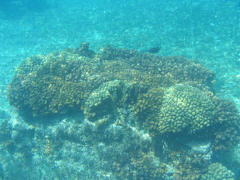 Restored reef Restored reef