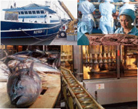 Collage pesquería de atún