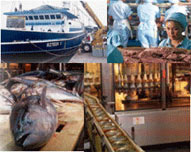 Tuna fisheries collage