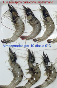 Organisms stored for 10 days showing melanosis