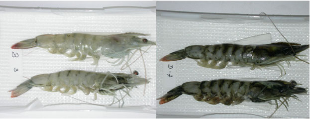 Camarones no melanizados (izquierda) y melanizados (derecha) Camarones no melanizados (izquierda) y melanizados (derecha)
