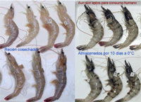 Shrimp without and with melanosis