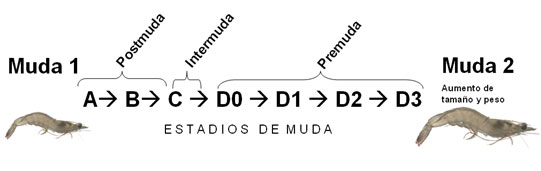 Ciclo de muda del camarón