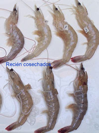 Recently harvested organisms without melanosis