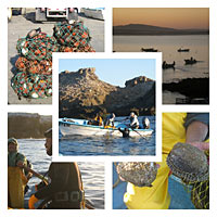 Fisheries collage