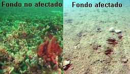 Fondos afectado y no afectado