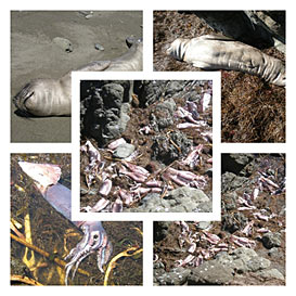 Red Tide Effects Red Tide Effects