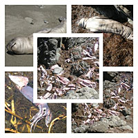 Red Tide Effects