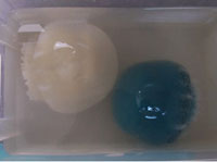Medusas bola de cañón Medusas bola de cañón