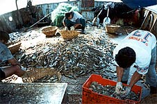 Pesca en barco
