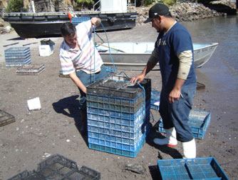 Jaulas de cultivo Jaulas de cultivo