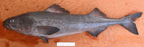 Bacalao Bacalao