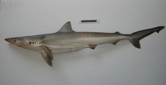 Pacific sharpnose shark Pacific sharpnose shark