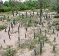 campo experimental en la Reserva de El Comitan