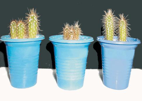 Semillas de cardón gigante cultivadas en polvo de roca volcánica un año después de ser plantadas