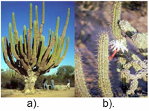 Cactáceas Cactáceas