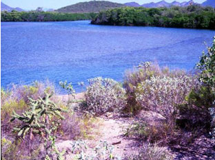 Mangrove
