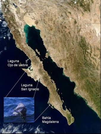 Mapa BCS fauna 