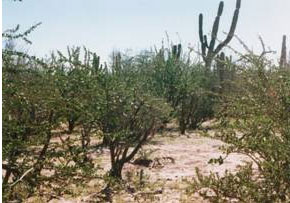 Matorral xerófilo
