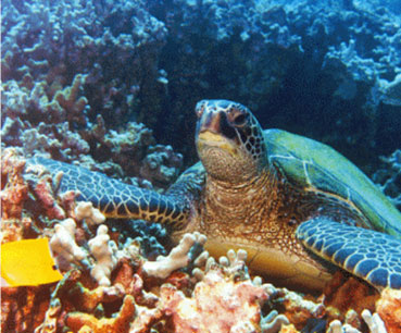 Tortuga en fondo marino Tortuga en fondo marino