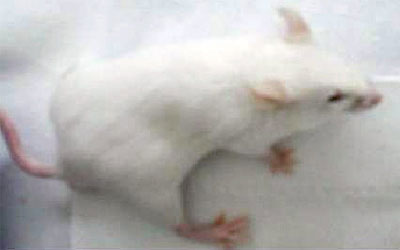 Bioterio