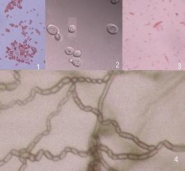 Microbiological Diagnostic Laboratory Microbiological Diagnostic Laboratory