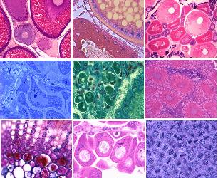 Histology and Histochemistry Laboratory