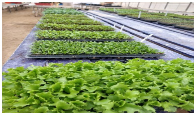 plantulas 2