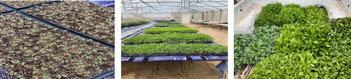 plantulas