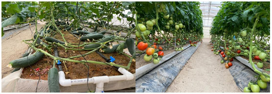 vegetales