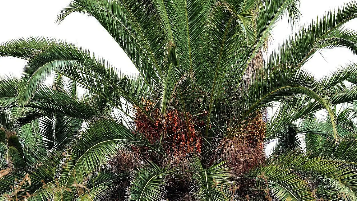 Un acercamiento a los datos históricos del cultivo de la palma datilera en Baja California Sur