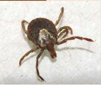 Curso Identificación de arácnidos de importancia médica (arañas, alacranes y garrapatas) de México 5ta Edición