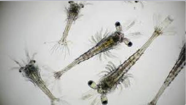 Composición de nanoparticulas de plata y su uso para el tratamiento del Síndrome de la Mancha Blanca en crustáceos