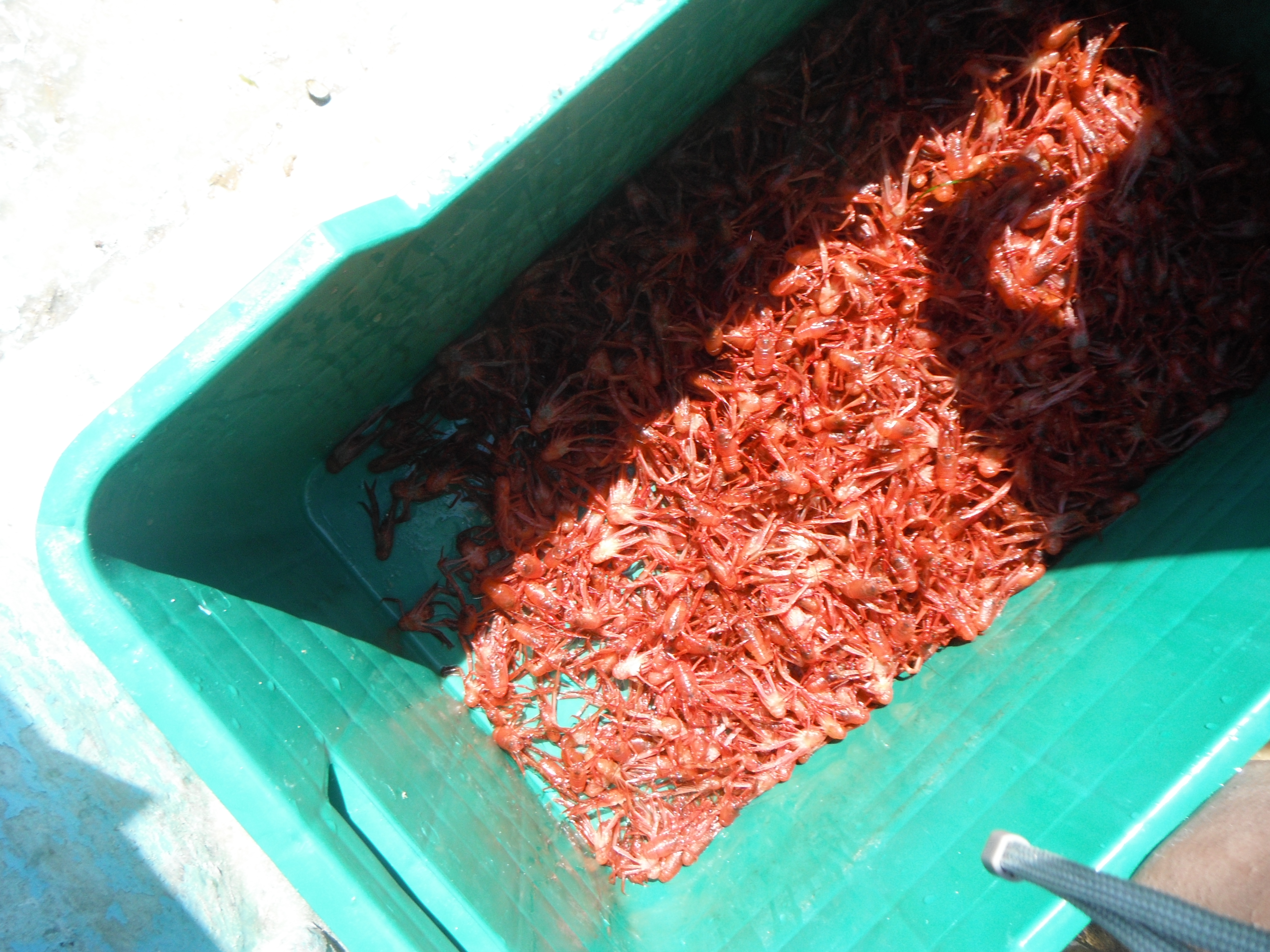 Método de extracción de harina de langostilla roja de base seca