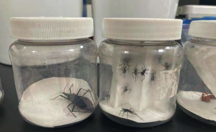 La chinche de piedra y la enfermedad de Chagas