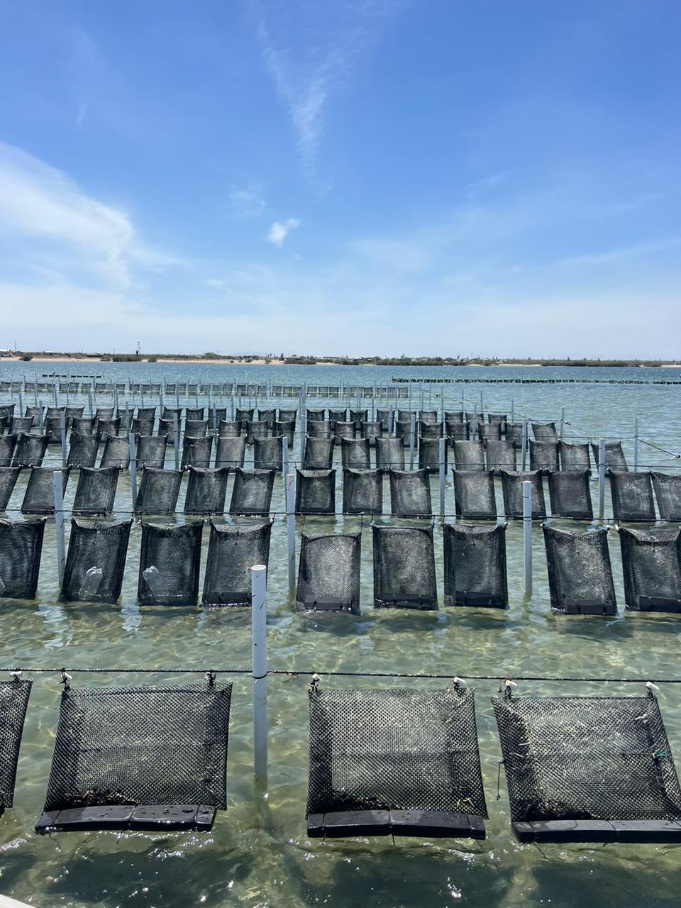 04 23ENE Cortesía Bendito mar