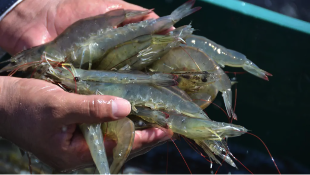 Las granjas acuícolas, un foco creciente en la expansión de la resistencia a los antibióticos